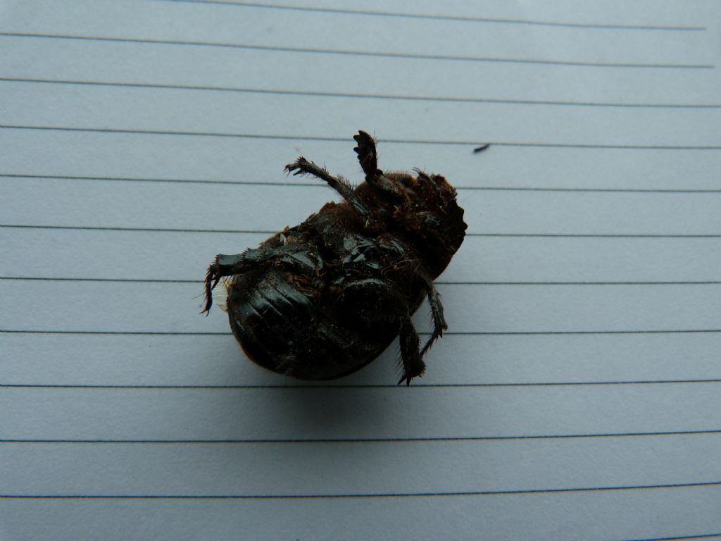 Geotrupidae? No. Pentodon sp. (Dynastidae)
